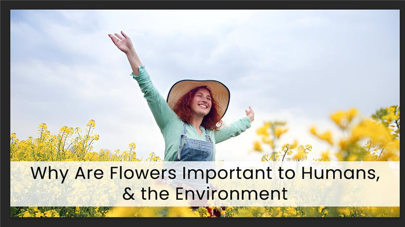 Discover why flowers are important to humans, and the environment. From enhancing well-being to supporting ecosystems, explore their vital role in our lives.