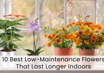 Looking for beautiful low-maintenance flowers? Discover indoor & outdoor blooms that are easy to care for and last longer—perfect for busy flower lovers!