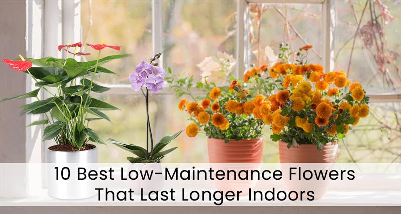 Looking for beautiful low-maintenance flowers? Discover indoor & outdoor blooms that are easy to care for and last longer—perfect for busy flower lovers!