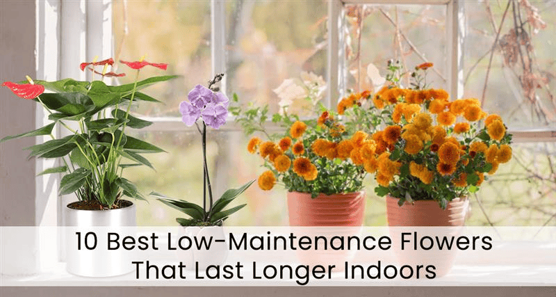 Looking for beautiful low-maintenance flowers? Discover indoor & outdoor blooms that are easy to care for and last longer—perfect for busy flower lovers!