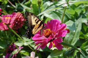 The prominent flowers are Zinnia. The flower in focus has multiple rows of bright pink petals and a yellow-orange center.