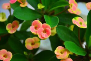 The small, brightly colored structures that appear to be the flowers are actually cyathia, a unique type of pseudanthium (false flower) characteristic of the Euphorbia genus
