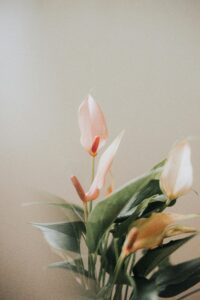 a plant with characteristic Anthurium flowers. These flowers have a prominent spadix (the central spike) and a large, often colorful, spathe (the leaf-like structure surrounding the spadix