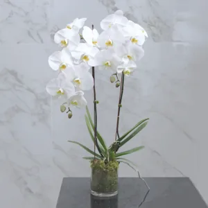 a potted white Phalaenopsis orchid plant. It features multiple elegant white flowers with yellow centers cascading from tall stems