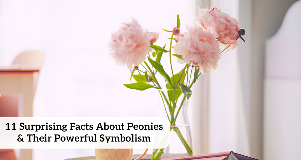 A vibrant bouquet of blooming peonies in pink, white, and red shades, elegantly arranged in a glass vase, symbolizing love, honor, and prosperity—reflecting the beauty and rich meaning of peonies.