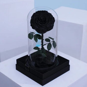 Preserved black forever rose in glass dome