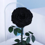 single-black-forever-rose 02