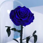 single-blue-forever-rose 03