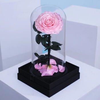 Preserved pink forever rose in glass dome on black base.