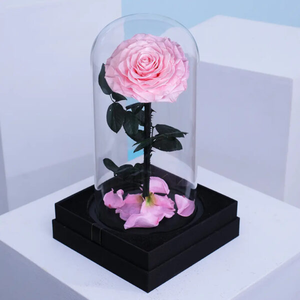 Preserved pink forever rose in glass dome on black base.