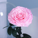 single-pink-forever-rose 02