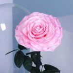 single-pink-forever-rose 02