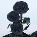 trio-black-forever-rose 03