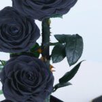 trio-black-forever-rose 04