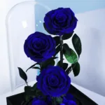 trio-blue-forever-rose 02