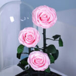 trio-pink-forever-rose 02