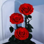 trio-red-forever-rose 02