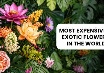 Rare and luxurious exotic flowers with vibrant colors and unique shapes.