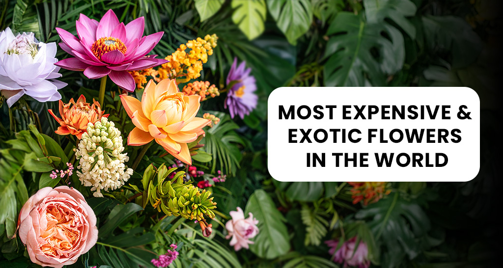 Rare and luxurious exotic flowers with vibrant colors and unique shapes.