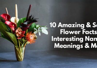 Uncover 10 spine-chilling yet fascinating flower facts – from eerie names to mysterious meanings!