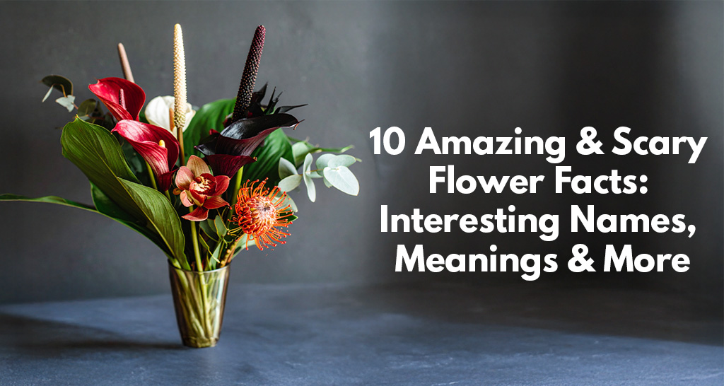 Uncover 10 spine-chilling yet fascinating flower facts – from eerie names to mysterious meanings!