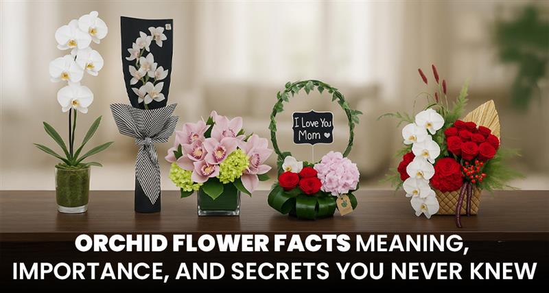 Orchid flower facts – meaning, importance, and hidden secrets