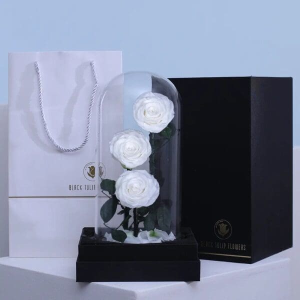Preserved White forever rose in glass dome