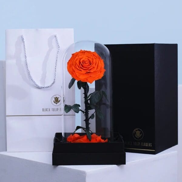 1 Single Orange Forever Rose in a clear dome with black base
