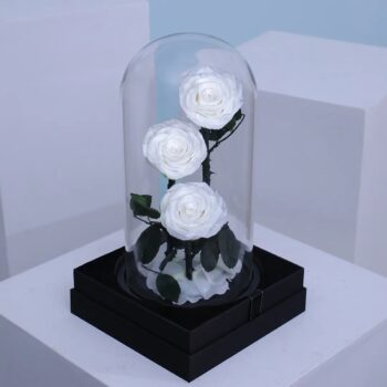 Preserved White forever rose in glass dome