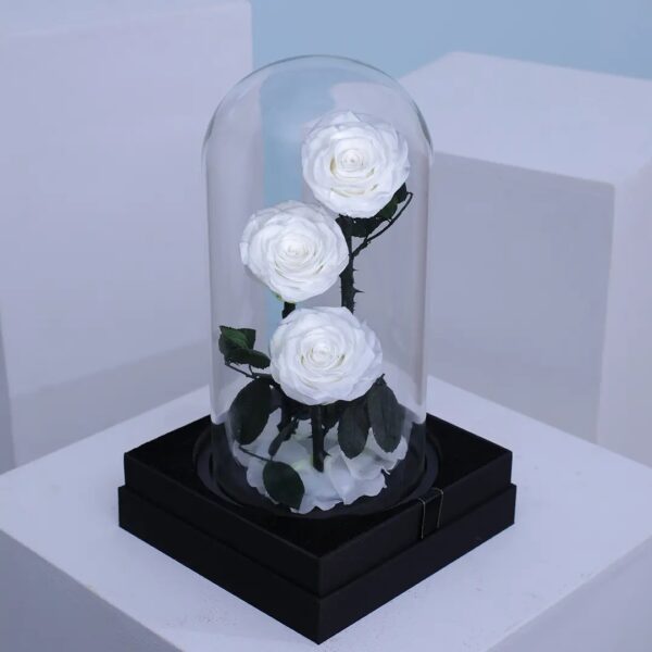 2 Preserved White forever rose in glass dome