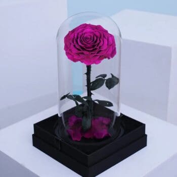 Single Purple Forever Rose preserved roses in a clear dome