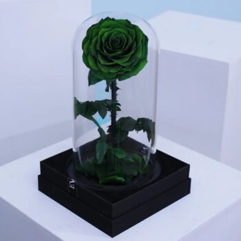Preserved Green forever rose in glass dome