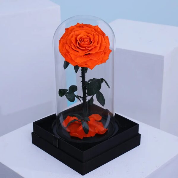 Orange preserved forever rose displayed under glass dome