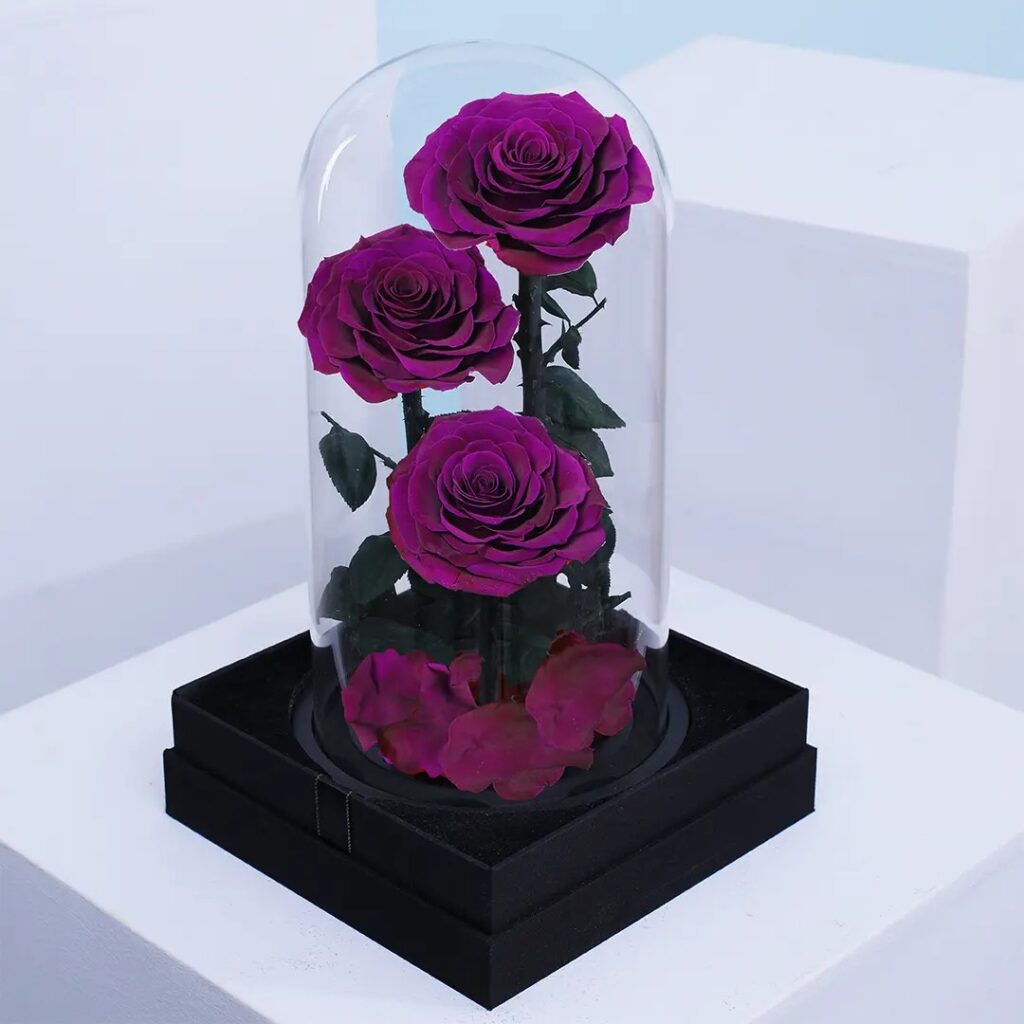 Trio of preserved Purple roses in dome