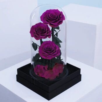 Trio of preserved Purple roses in dome