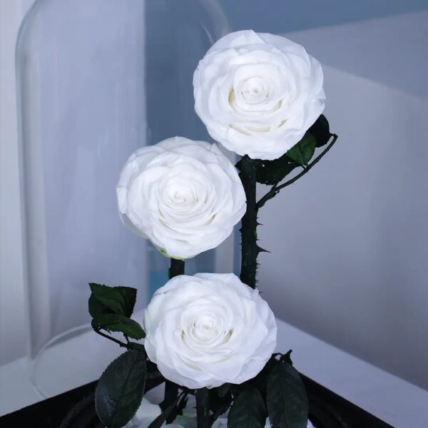 3 Trio of White preserved roses under dome with black base