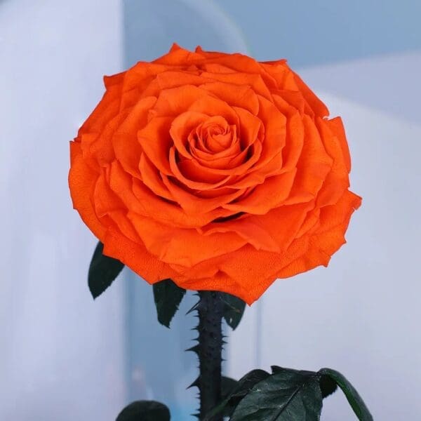 3 Orange preserved forever rose displayed under glass dome