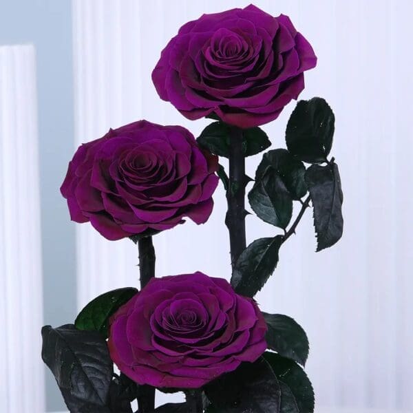 4 Trio of preserved Purple roses in dome