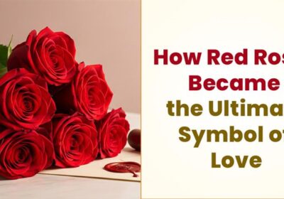 The story of how the red rose became the universal symbol of love and romance.