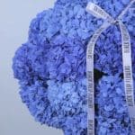 blue-hydrangea-white-orchid-box._03