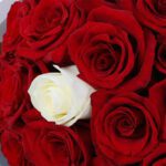 Red-Rose-Ferraro-Combo_05