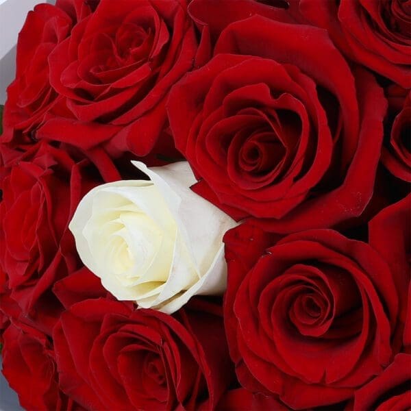 Red-Rose-Ferraro-Combo_05