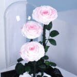 blush-rose-trio-dome_02