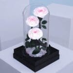 blush-rose-trio-dome_03
