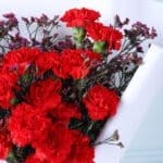 carnation-waxflower-romance-teddy_05