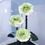 ivory-green-rose-trio-dome_03