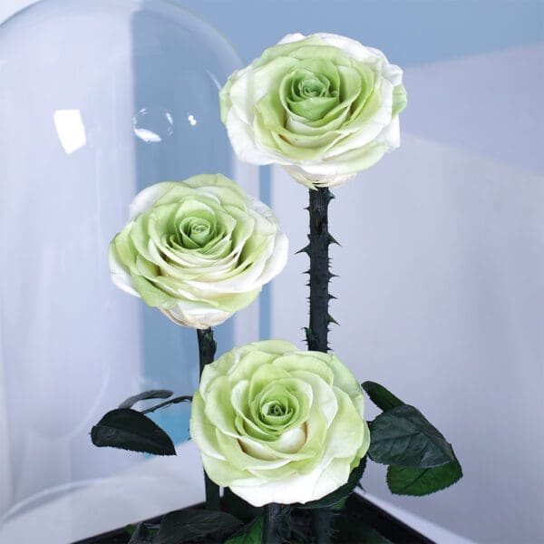 ivory-green-rose-trio-dome_03