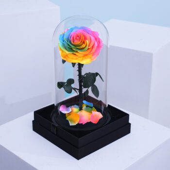 Rainbow preserved rose in a glass dome display
