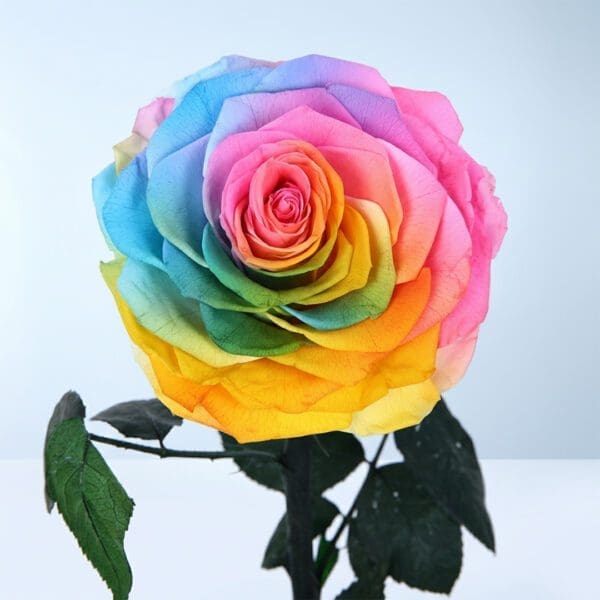 rainbow-forever-rose-dome_04