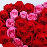 red-pink-roses-heart-box-red-ribbon_04